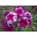 Флокс Phlox Дракон